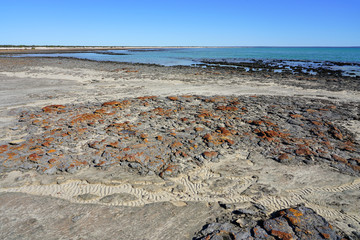 View of microbial mats stromatolites at the Hamelin Pool in Shark Bay, World Heritage area, Western Australia