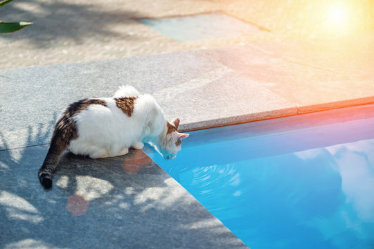 Spotted cat sniffing the water in the pool. Poisoning of the animal by means of disinfection of the pool