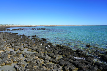 Fototapeta na wymiar View of microbial mats stromatolites at the Hamelin Pool in Shark Bay, World Heritage area, Western Australia