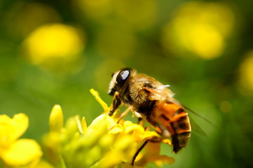 bee on flower