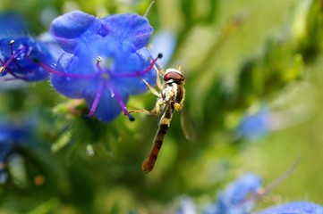 bee on flower