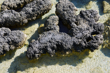 View of microbial mats stromatolites at the Hamelin Pool in Shark Bay, World Heritage area, Western Australia