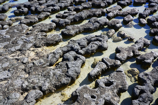 View of microbial mats stromatolites at the Hamelin Pool in Shark Bay, World Heritage area, Western Australia
