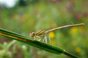 dragonfly sitting on a blade of grass