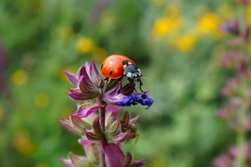 ladybug on a flower