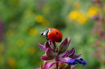 Obraz na płótnie Canvas ladybug on flower
