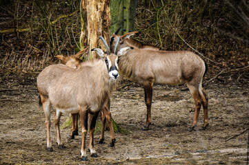 Naklejka na ściany i meble Roan antelopes at Burgers' Zoo in Arnhem, the Netherlands