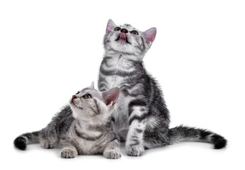 Pet kitten  on the white background