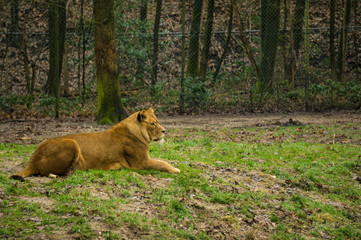 Lioness at Burgers' Zoo in Arnhem, the Netherlands