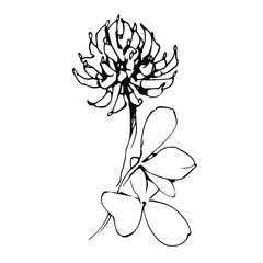 meadow clover flower with leaves vector illustration in black ink isolated on white background in hand drawn style