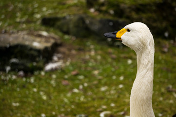 Whooper swan at Burgers' Zoo in Arnhem, the Netherlands