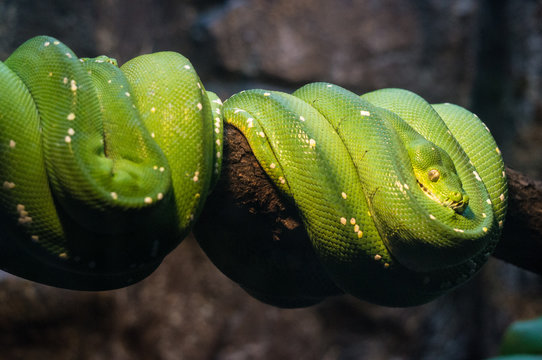 Green tree python at Burgers' Zoo in Arnhem, the Netherlands