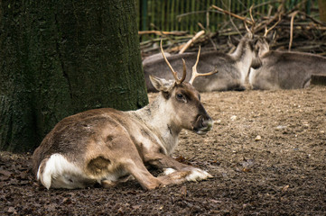 Reindeer at Burgers' Zoo in Arnhem, the Netherlands