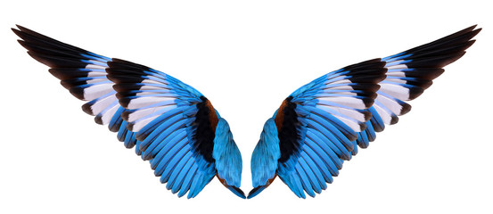 Fototapeta na wymiar winged bird isolated on white background