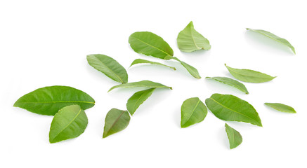Fototapeta na wymiar Green leaves on white background
