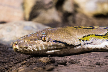 Reticulated python at Burgers' Zoo in Arnhem, the Netherlands