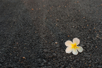 white plumeria flower on the road