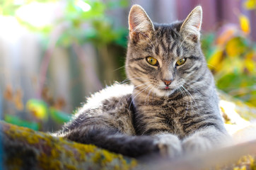 Beautiful portrait of a gray tabby kitten in the backyard