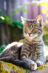 Naklejka na ściany i meble Beautiful portrait of a gray tabby kitten in the backyard