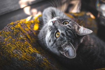 Cozy and beautiful photos of a gray kitten in the autumn light, professional portraits with great sharpness