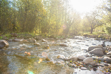  autumn pine and deciduous forests, sunbeams pass through the crowns