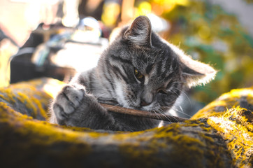 Cozy photo of a gray tabby kitten that is played with a wand