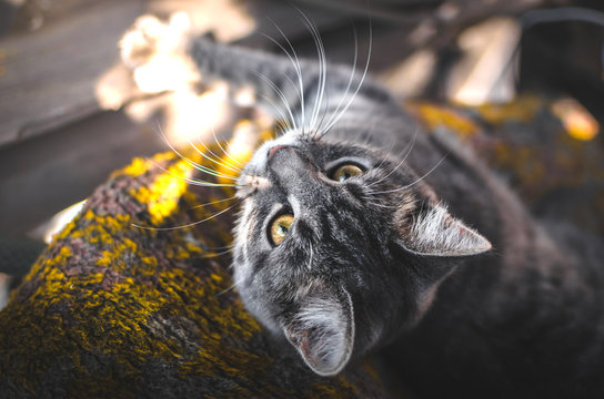 Cozy and beautiful photos of a gray kitten in the autumn light, professional portraits with great sharpness