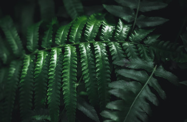 The sunlight hits the fern leaves in the large forest. And with green leaves in the background.