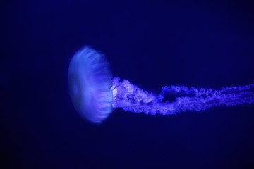 Blue jellyfish with long poisonous tentacles in dark water.