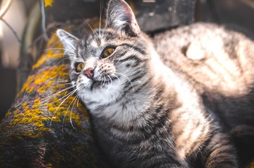 Gray tabby kitten funny trying to catch a falling leaf, meme photo