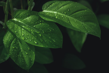 Leaves that are juicy after the rain, And there are green leaves in the background
