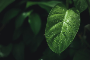 Leaves that are wet after the rain, And with green leaves in the background.