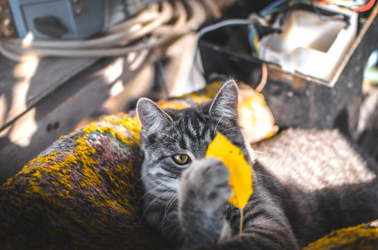 Gray tabby kitten funny trying to catch a falling leaf, meme photo