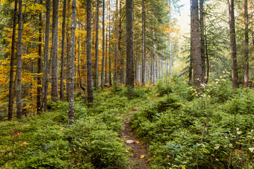  autumn pine and deciduous forests, sunbeams pass through the crowns