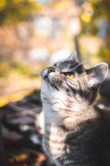 Naklejka na ściany i meble Kitten is trying to catch a yellow leaf on a beautiful background