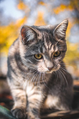 Surprised gray tabby kitten in the backyard, autumn portrait
