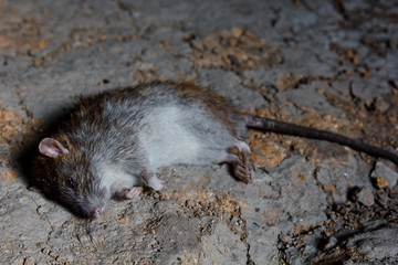 a big dead rat lies on cracked ground. pest and rodent poisoned by animal poison.
