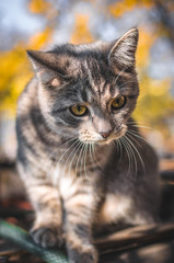 Naklejka na ściany i meble Surprised gray tabby kitten in the backyard, autumn portrait