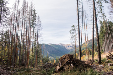  autumn pine and deciduous forests, sunbeams pass through the crowns