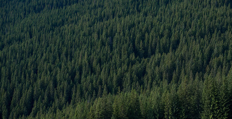 landscape of autumn mountains, Ukrainian Carpathians, Spitz Mountain