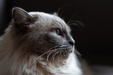 Close up portrait of a Ragdoll cat against a black background