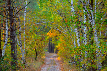 Fototapeta premium ground road through the red birch alley in autumn forest