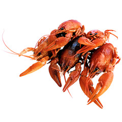 Slide of 5 red boiled crayfish. Delicious delicacy dish. Don crayfish isolated on a white background.