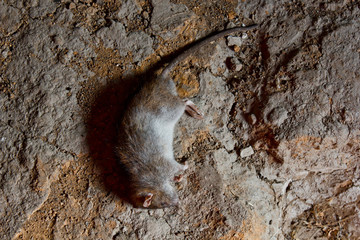 a big dead rat lies on cracked ground. pest and rodent poisoned by animal poison.