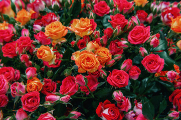 A bouquet of beautiful orange roses is sold in the market as a birthday gift or mother's day closeup. Modern selection of pink varieties. Background of flowers. Selective focus