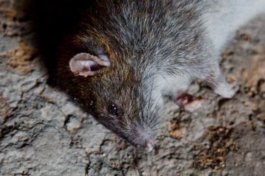 a big dead rat lies on cracked ground. pest and rodent poisoned by animal poison.