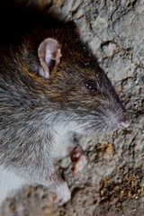 a big dead rat lies on cracked ground. pest and rodent poisoned by animal poison.