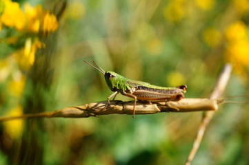 grasshopper on grass