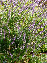 Fototapeta premium Autumn bloomer of Salvia 'Meigans Magic' on dark stems, violet calyces with crisp white flowers 