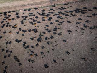Meat production,  livestock in Pampas region, Aerial view,Argentina